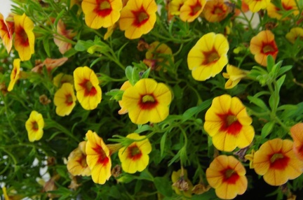 IMGP5188 zps9dab6a70